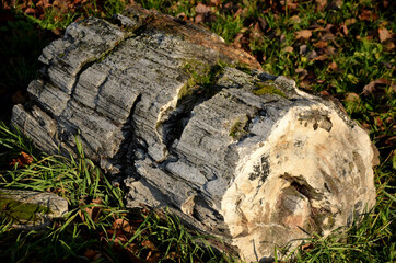 fossilized pieces of wood from Tertiary volcanic activity when they were permeated into the wood of...