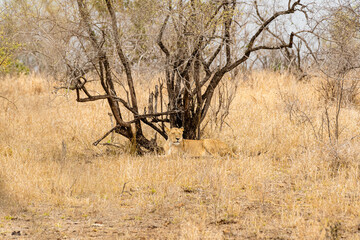Kruger National Park