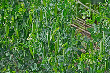 Vegetable garden with close up of garden peas