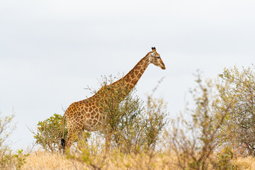 Kruger National Park