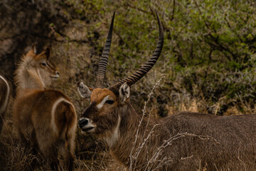 Kruger National Park