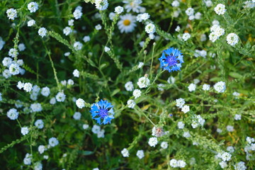 cornflowers chamomile and other wild summer flowers