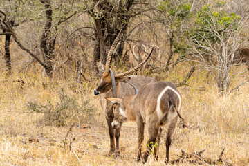 Kruger National Park
