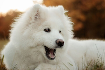 A white Samoyed dog lies on the grass. Image with selective focus and toning. Image with noise effects. Focus on the dog's eyes.