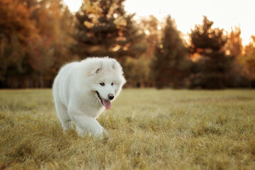 A white Samoyed dog goes on the grass. Image with selective focus and toning. Image with noise effects. Focus on the dog's eyes.