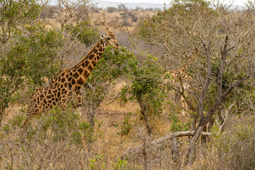 Kruger National Park