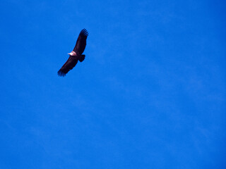 ptak sęp zwierze natura pióra skrzydła © Piotr