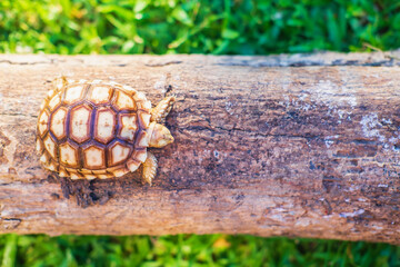 The turtle Sukata walks on a fallen tree.