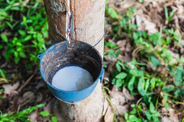 .Natural rubber latex from rubber trees