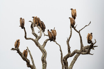Kruger National Park