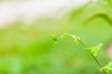 Young shoots of fern leaves background