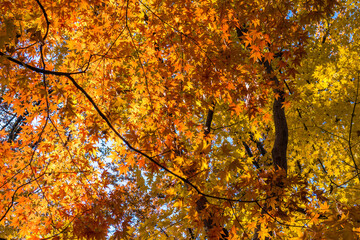 Maple trees dyed in yellow.