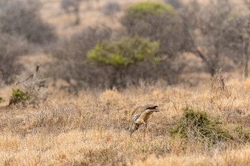 Obraz na płótnie Canvas Kruger National Park