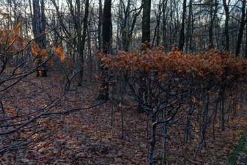 Park Kościuszki w słoneczny zimowy dzień © Miroslaw