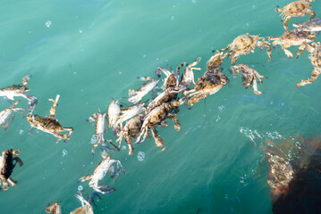 Dead crabs were thrown into the sea float on the surface of water.