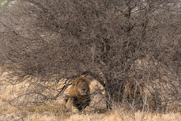 Kruger National Park