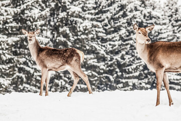 Naklejka na ściany i meble roe deer in winter snow
