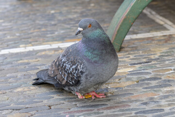 Fat feral pigeon on a cobbled city street