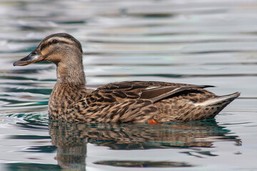 Wild duck, Anas platyrhynchos, female in pond water in park of Drama city