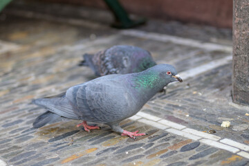 Pigeons walking on pavement in european city