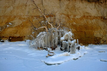 tree roots in ice