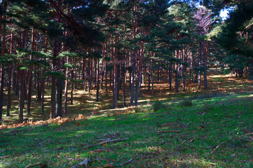 krajobraz góry drzewa jesień natura rośliny