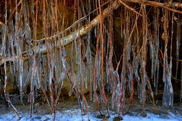 tree roots in ice