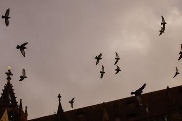Pigeons flying over an old Catholic church
