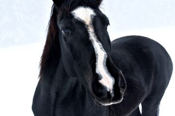 Schwarzer Pferdekopf mit weißer Stirn (Nahaufnahme)
