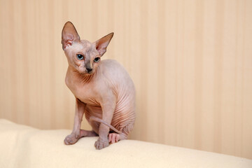 Small kitten of the Canadian Sphynx breed.