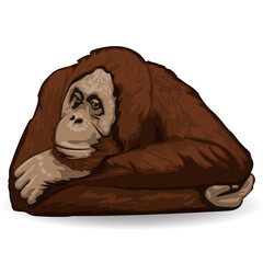 Orangutan. Thoughtful ape lies back up with folded hands behind his head. Isolated vector illustration.  © PerepadiaY