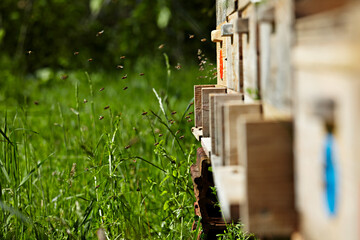 Obraz na płótnie Canvas Honigbienen im Anflug auf Bienenstock