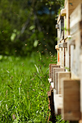 Honigbienen im Anflug auf Bienenstock