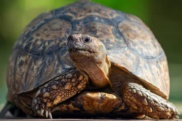 Wild african life. Close up of a turtle lying on savannah on a sunny day