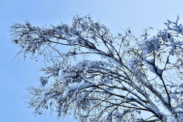 Neuschnee auf den Ästen und Zweigen des Baumes