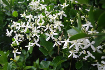 한국의 아름다운 자연풍경 바디와 꽃 그리고 대나무 숲