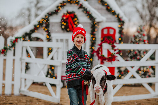 Boy posing with black and white bull at the white Christmas farm. Snowing.