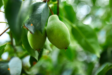 Organic, ripe pears in the summer garden, autumn harvest