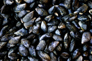 Miesmuscheln, bildfüllend