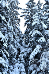 Neuschnee auf den Tannenb&auml;umen