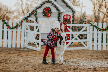 Girl posing with young bull at the white Christmas farm. Snowing.
