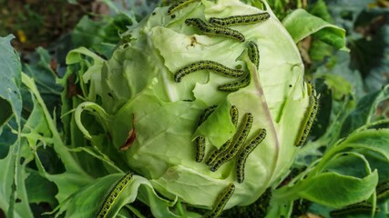 A lot of caterpillars close-up eat the leaves of a cabbage, zoom out timelapse 4k - Powered by Adobe