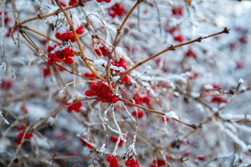 red viburnum berries on branches on a bright winter day