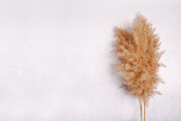 Dry reed isolated on white background. Abstract dry grass flowers, herbs. copy space