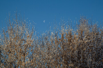 trees against the blue sky
