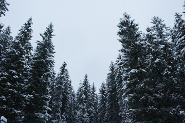 Forest of snow-covered firs. The photo was taken in Tiller, Trondheim, Norway. The snow was falling...