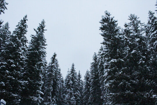 Forest of snow-covered firs. The photo was taken in Tiller, Trondheim, Norway. The snow was falling in November 2020