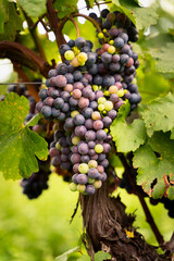 Traubenverf&auml;rbung; Trauben am Stock h&auml;ngend