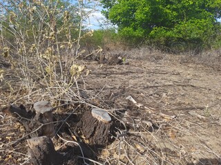 deforestation trees cut in the northeast in the city of itaja rio grande do norte brazil photo taken on 12.12.2020