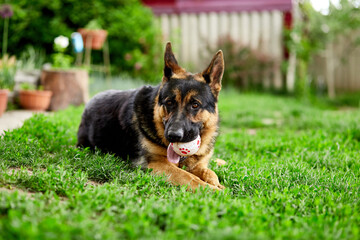 German shepherd lying on the grass in the park. Portrait of a purebred dog. Looking in the camera. German Shepherd on the grass, dog in the park, dogs portrait